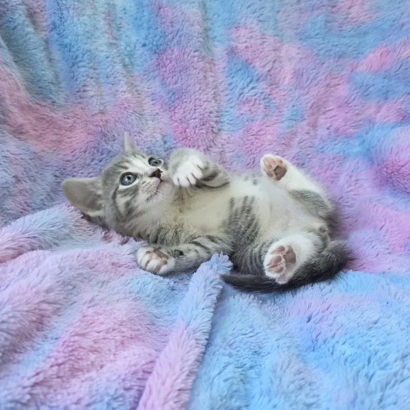 A baby medium-sized female Gray / Blue / Silver Domestic Short Hair cat named Jelly for adoption in Atlanta, GA