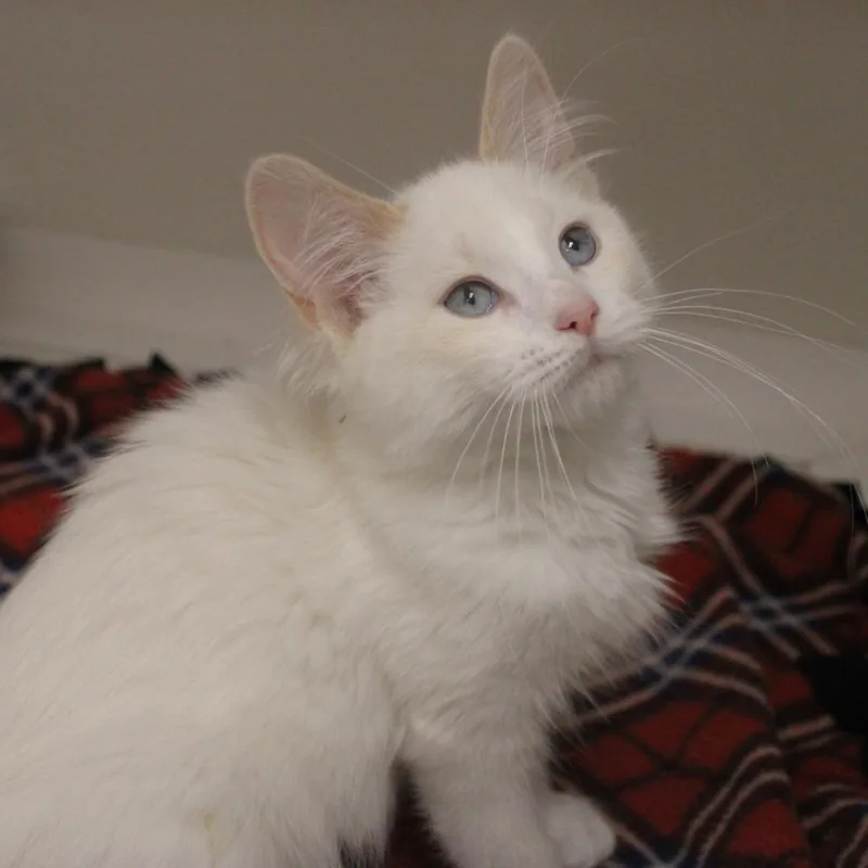 A baby small-sized female Domestic Medium Hair cat named Princess Morbucks for adoption in Champaign, IL