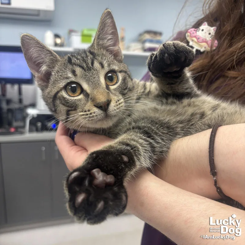 A baby medium-sized male Domestic Short Hair cat named Jack Sparrow for adoption in Washington, DC