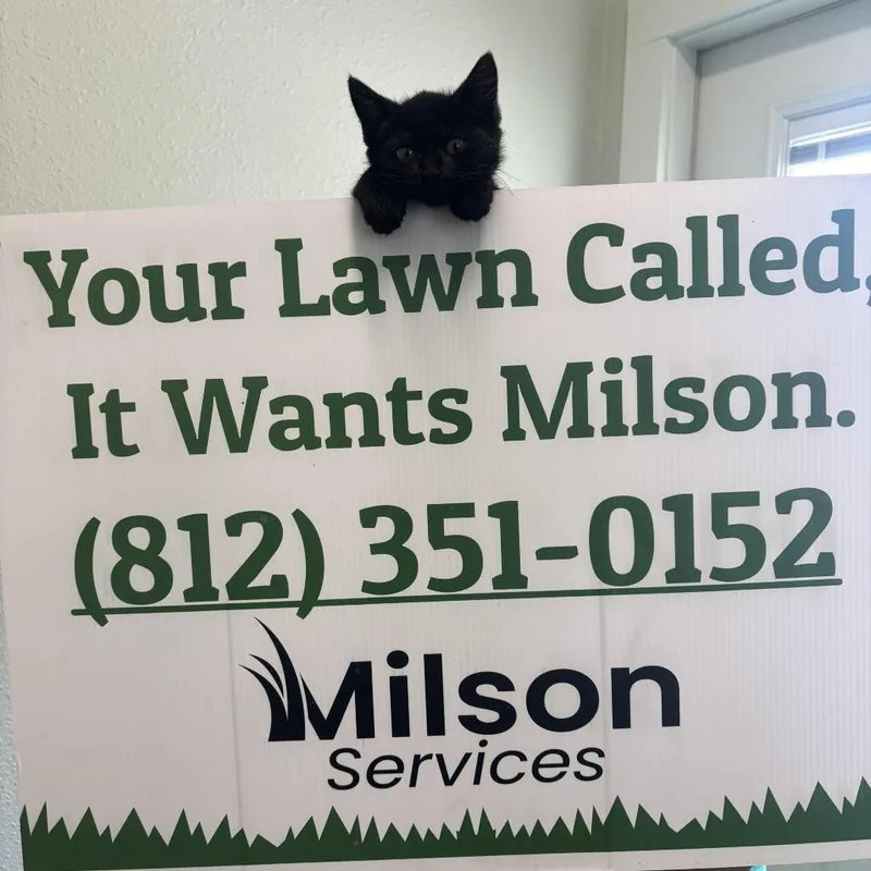 A baby small-sized male Black Domestic Short Hair cat named Milson for adoption in Jasper, IN