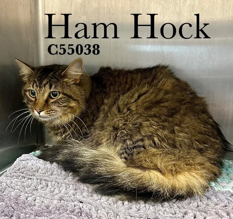 Ham Hock