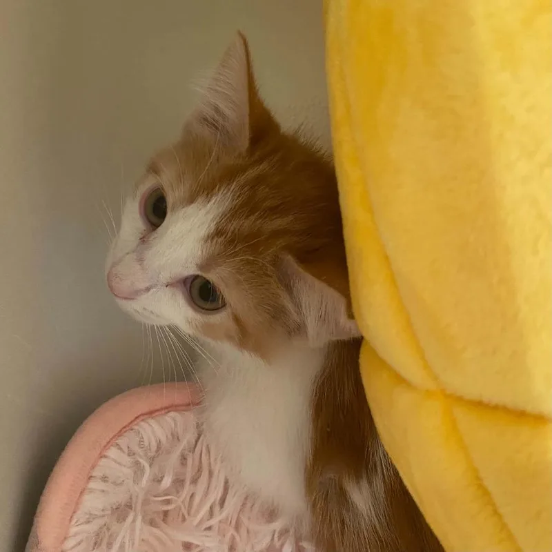 A baby small-sized female Orange / Red American Shorthair cat named Lemonade for adoption in Spring Hill, KS