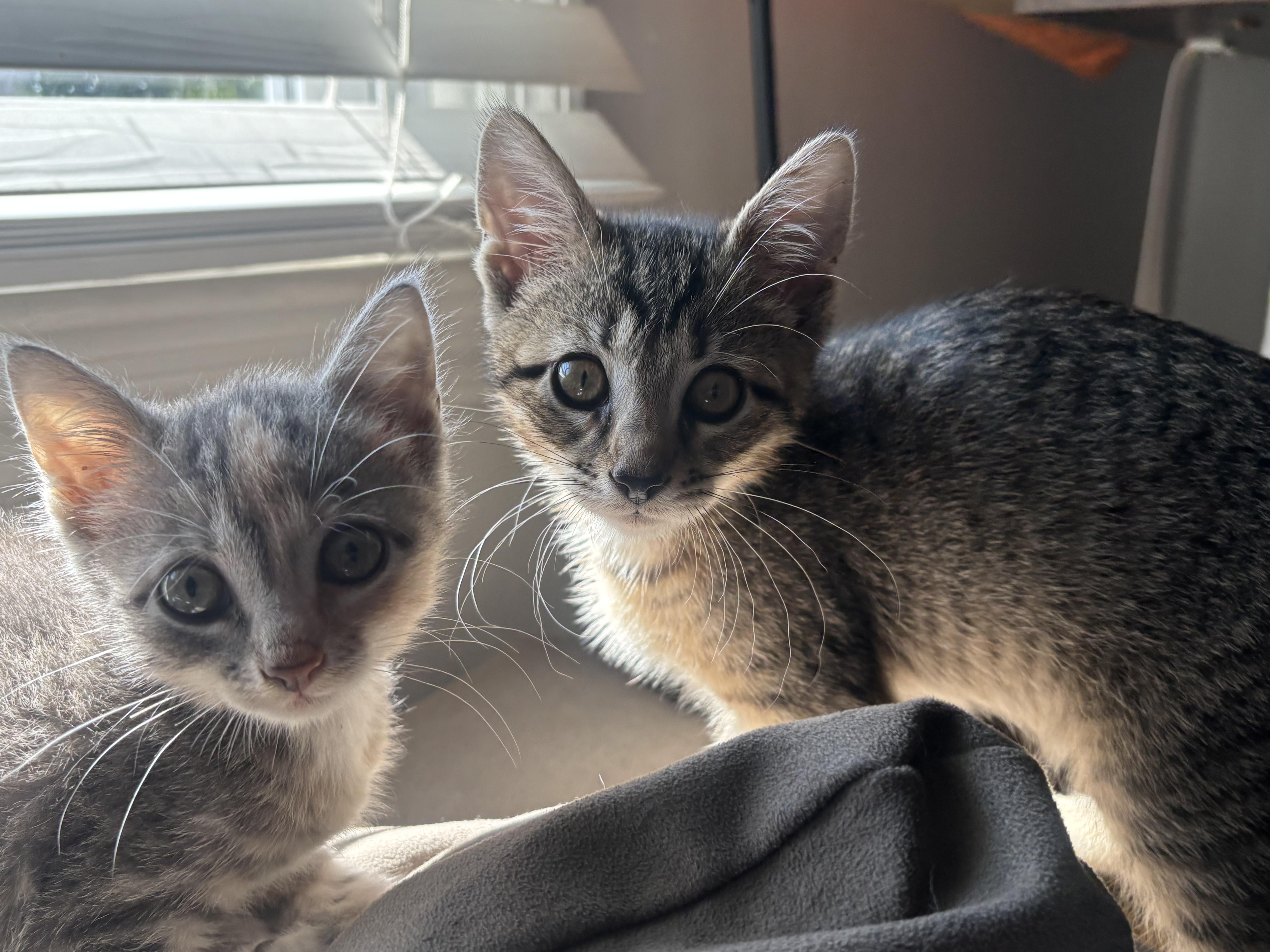 A baby medium-sized male Tabby (Brown / Chocolate) Domestic Short Hair cat named Shrek for adoption in Haddon Heights, NJ