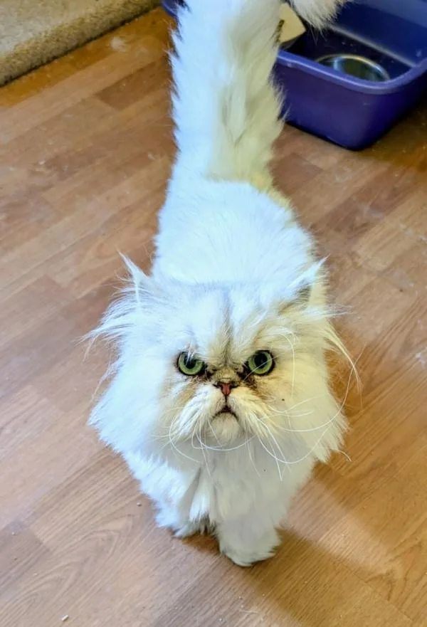 An adult medium-sized male Gray / Blue / Silver Persian cat named Winston for adoption in Kenosha, WI