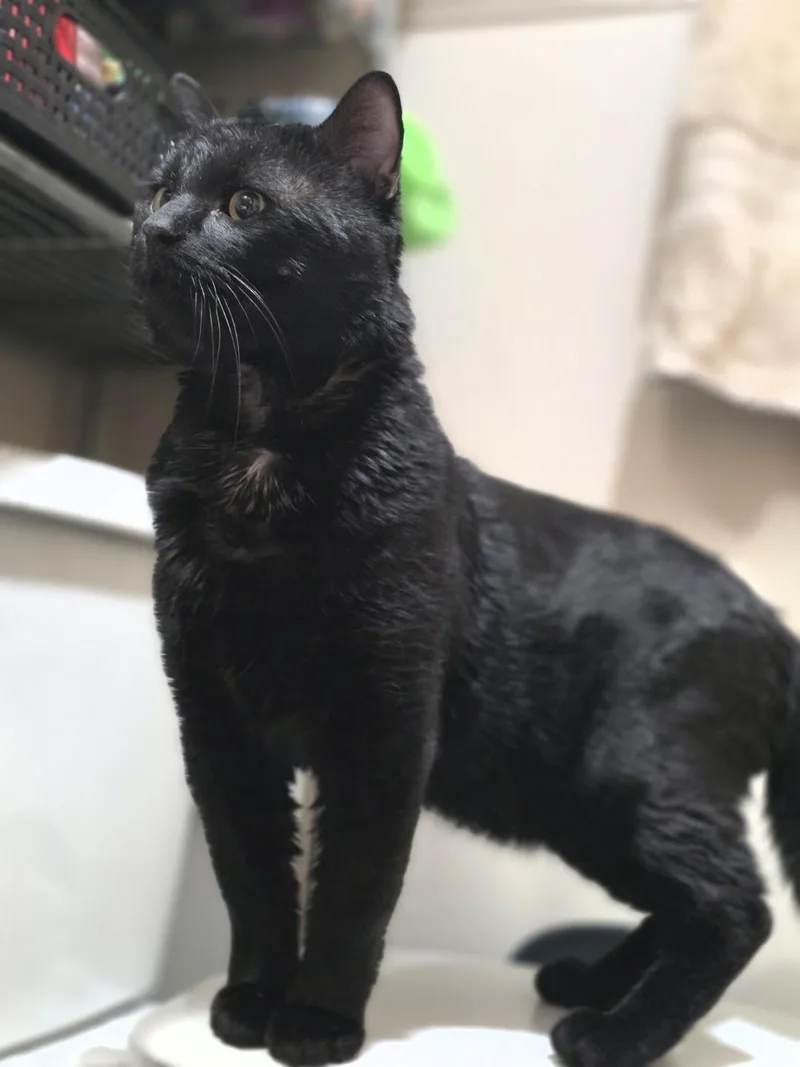 An adult large-sized male Black Domestic Short Hair cat named Toast for adoption in Lincoln, NE