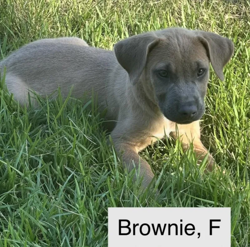 Brownie