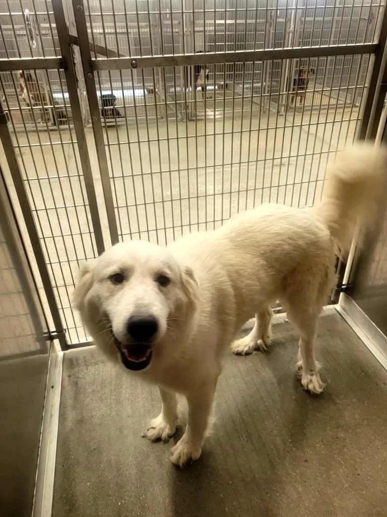 An adult large-sized female Labrador Retriever dog named Myra for adoption in Huntsville, TX
