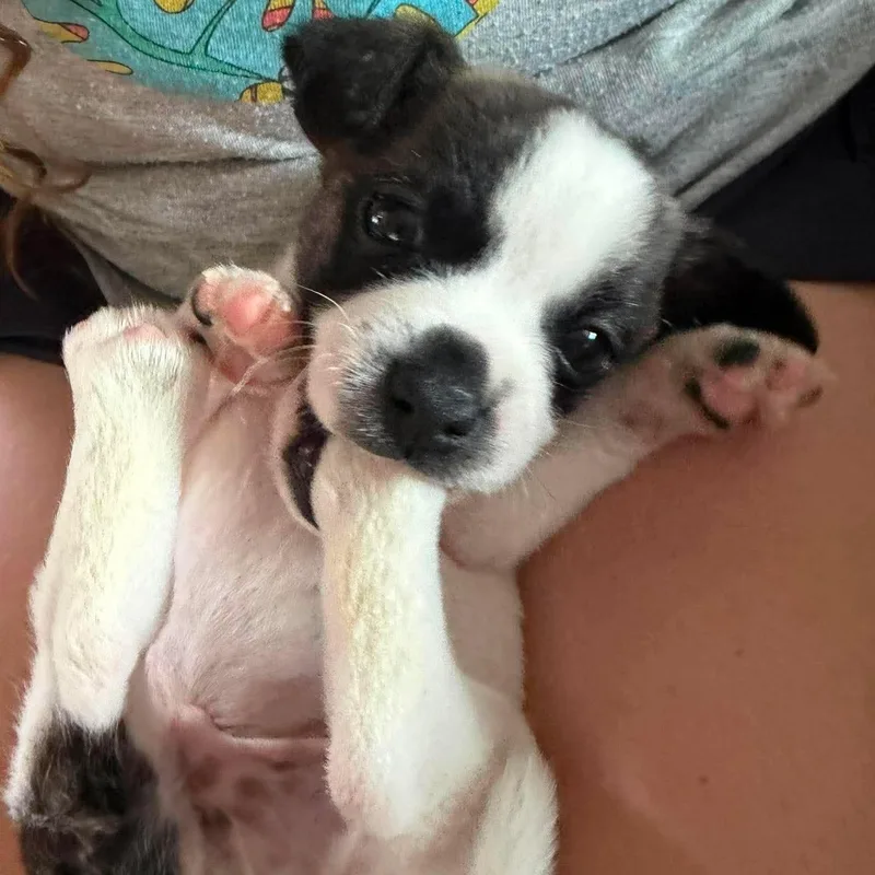 Dobby thumbnail 2