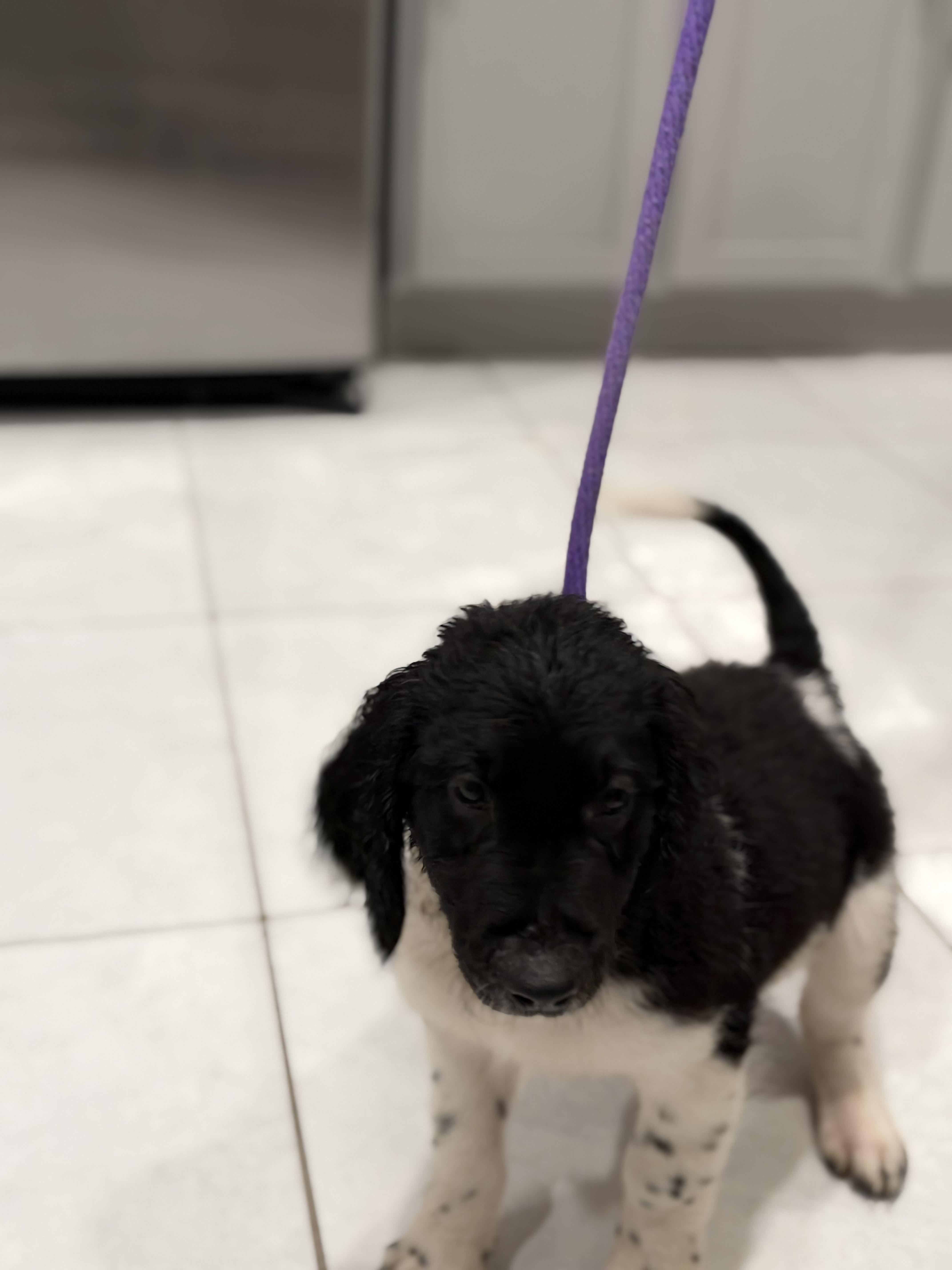 A baby medium-sized male Black Labradoodle dog named Bear for adoption in Maitland, FL