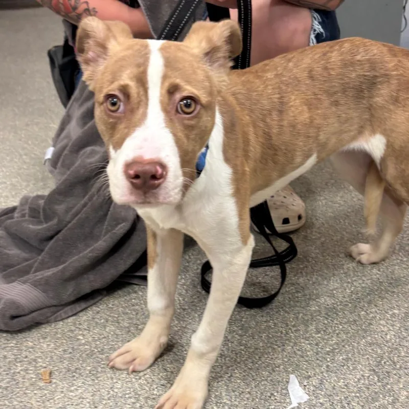 A young medium-sized female Yellow / Tan / Blond / Fawn Mixed Breed dog named Rummy for adoption in Jacksonville, FL