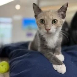 A baby small-sized female Calico Domestic Short Hair cat named Wonton for adoption in Bullhead City, AZ