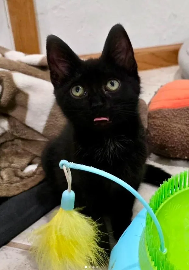 A baby medium-sized male Black Domestic Short Hair cat named Raphael for adoption in Greensburg, PA