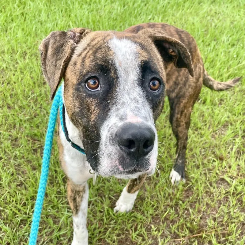 Tyson