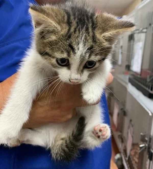 A baby small-sized female Domestic Short Hair cat named Rihanna for adoption in Salisbury, MD