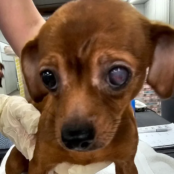 An adult small-sized female Chihuahua dog named Penny for adoption in Des Moines, IA