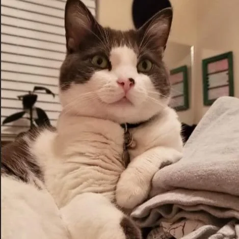 A senior medium-sized female White Domestic Short Hair cat named Rue for adoption in San Diego, CA