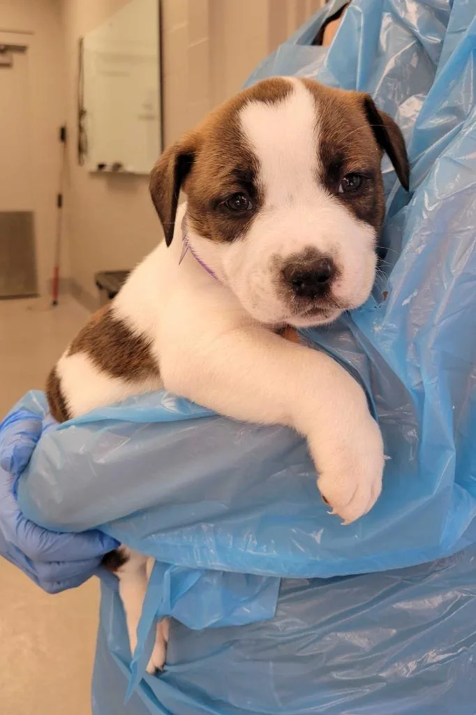 A baby medium-sized female Pit Bull Terrier dog named Chicken for adoption in Chillicothe, OH