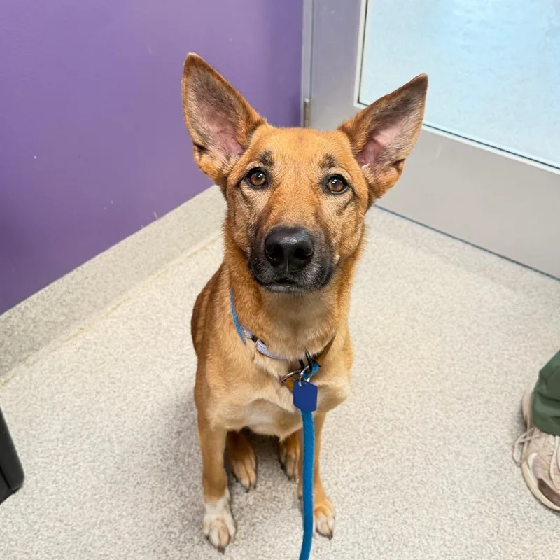 An adult medium-sized female German Shepherd Dog dog named Honey for adoption in Englewood, FL
