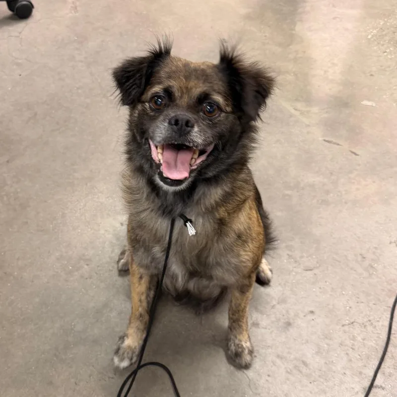 An adult medium-sized female Brindle Pug dog named Baby Girl for adoption in Tampa, FL