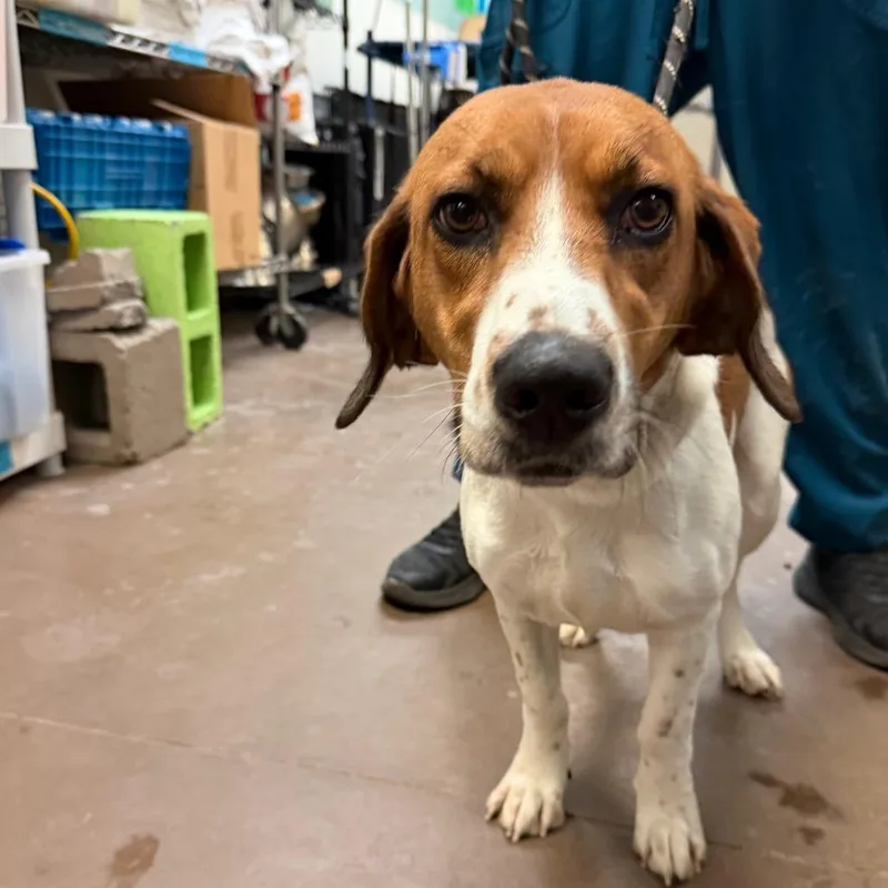 A young medium-sized female Beagle dog named Sassy for adoption in Flagstaff, AZ