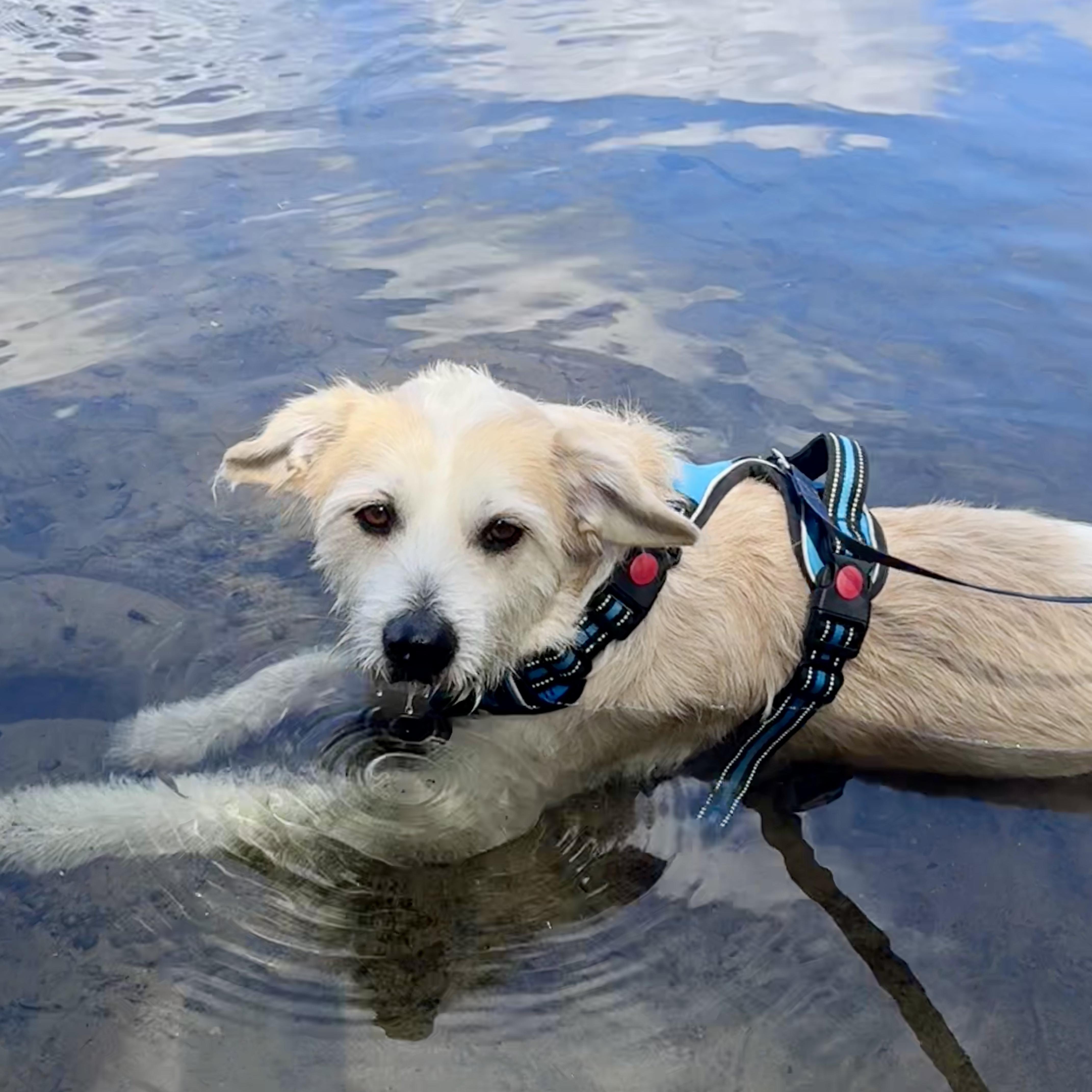 An adult medium-sized male Terrier dog named Sampson for adoption in Monroe , NC