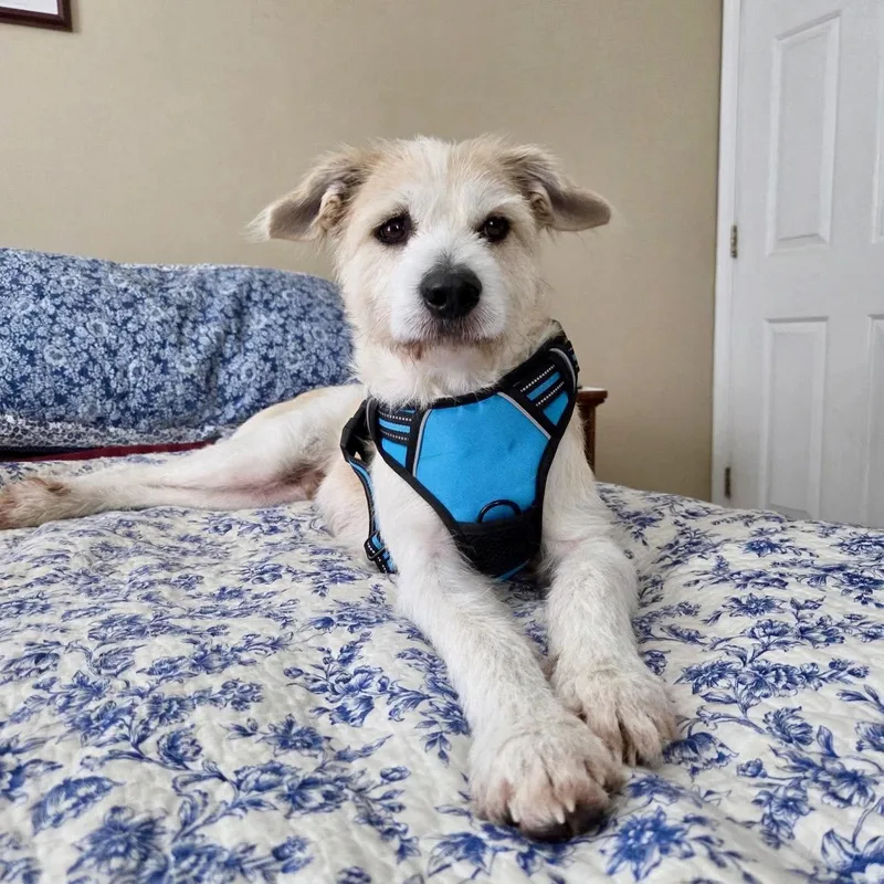 Sampson thumbnail 5