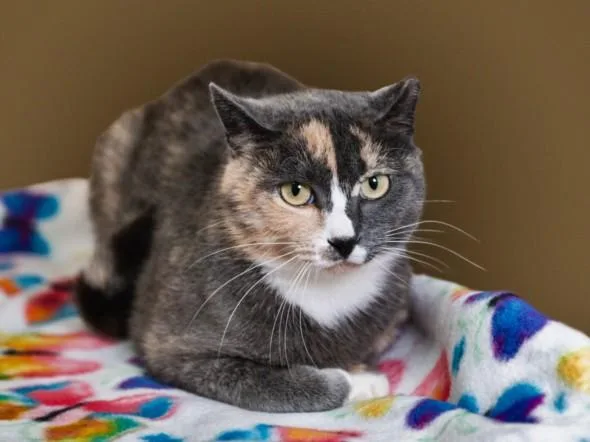 A young medium-sized female Domestic Short Hair cat named Yzma for adoption in Santa Fe, NM