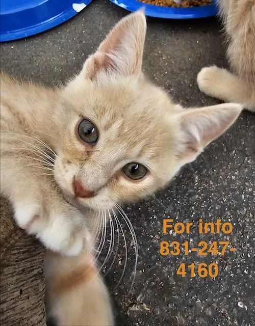 A baby large-sized male Buff / Tan / Fawn Domestic Short Hair cat named Simba for adoption in Santa Cruz, CA