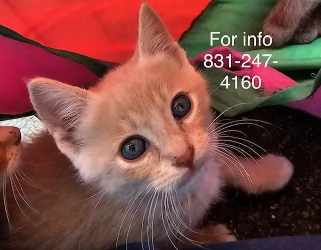 Simba thumbnail 2