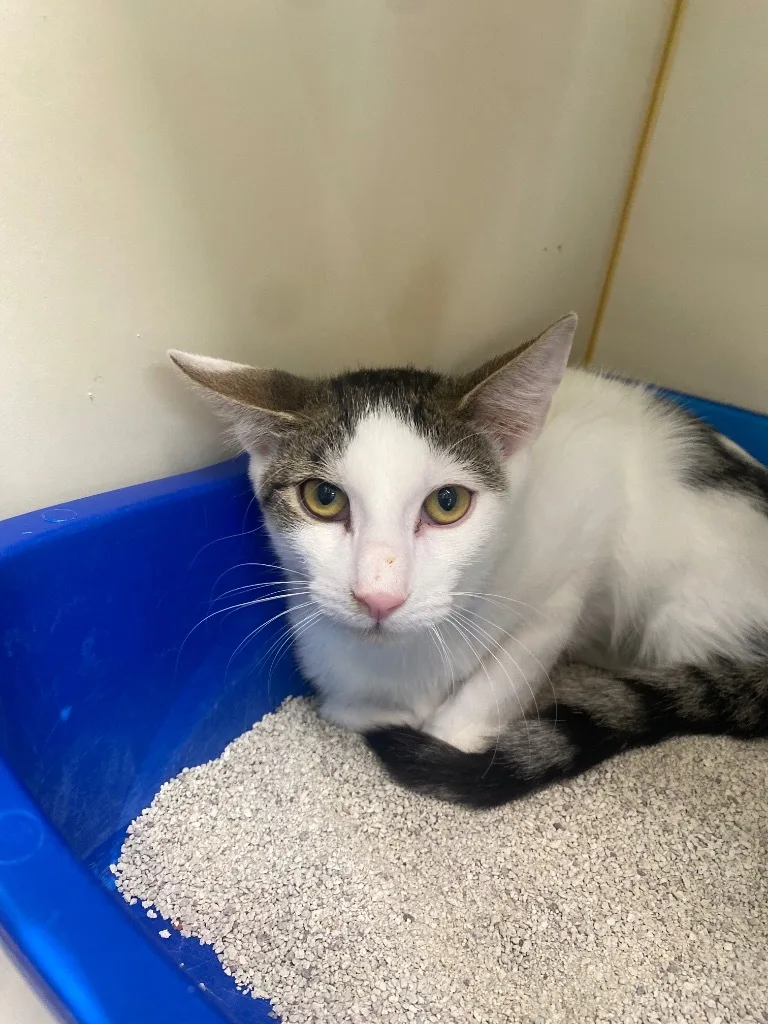 A baby small-sized male Domestic Short Hair cat named Haro for adoption in El Paso, TX