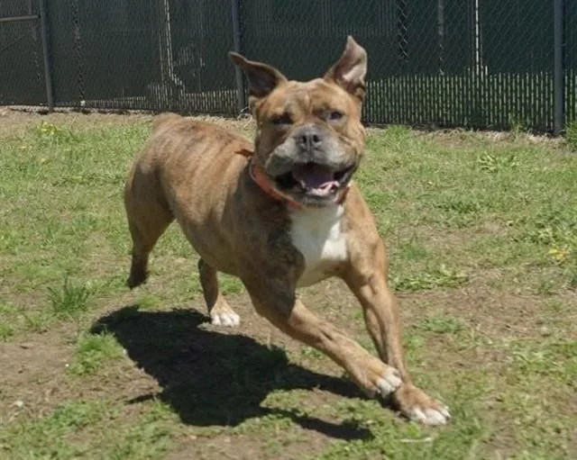 An adult large-sized female American Bulldog dog named Tinkerbell for adoption in Springfield, MA