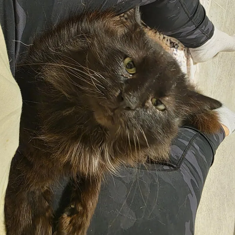 A senior large-sized male Black Domestic Long Hair cat named Squishmellow for adoption in Edwardsville, IL