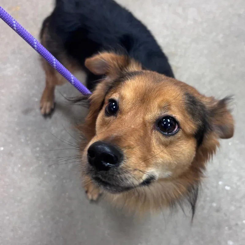 An adult small-sized male Mixed Breed dog named YORKStray_ for adoption in York, PA