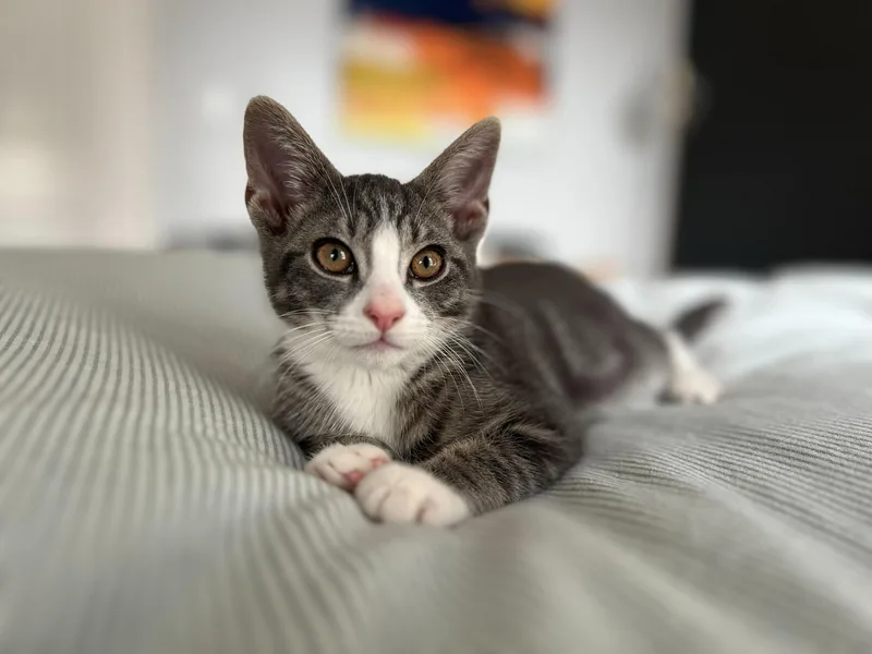 A baby small-sized male Black & White / Tuxedo Domestic Short Hair cat named Chestnut for adoption in Long Island City, NY