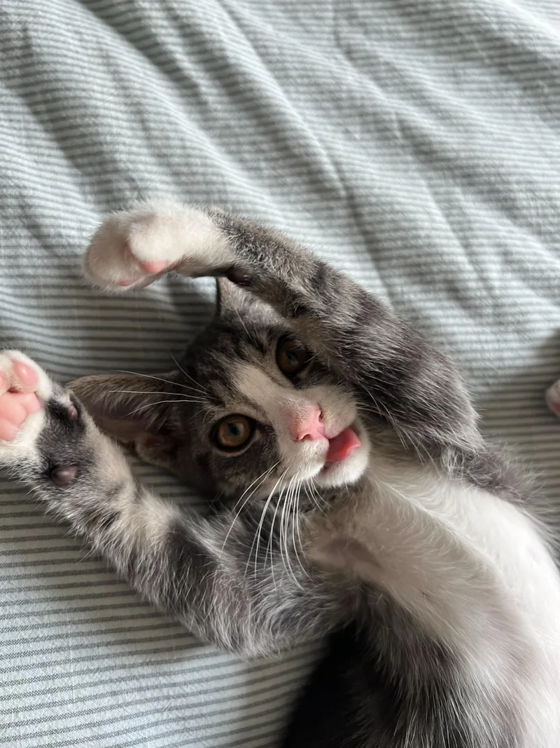 Chestnut thumbnail 2