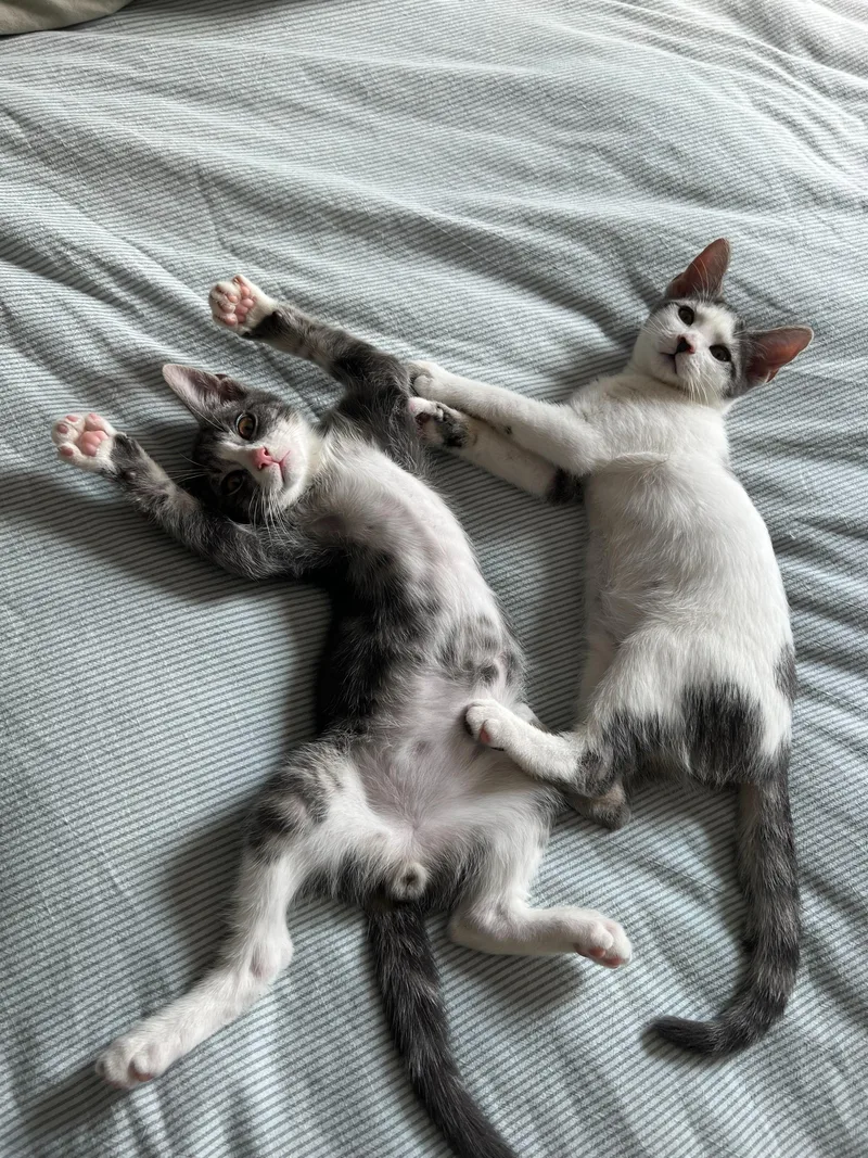 Chestnut thumbnail 3