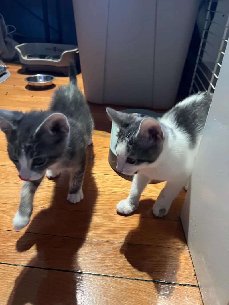 Chestnut thumbnail 4