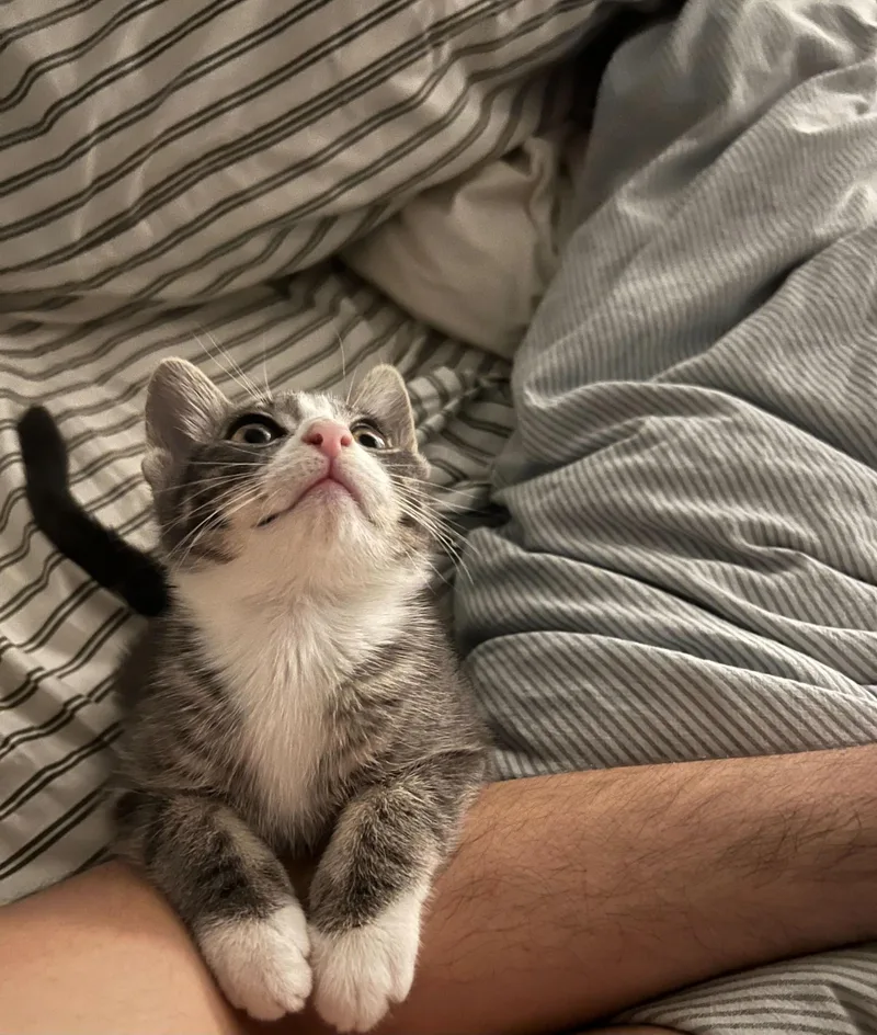 Chestnut thumbnail 5