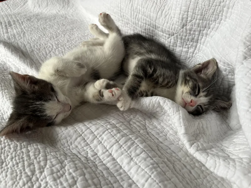 Chestnut thumbnail 6