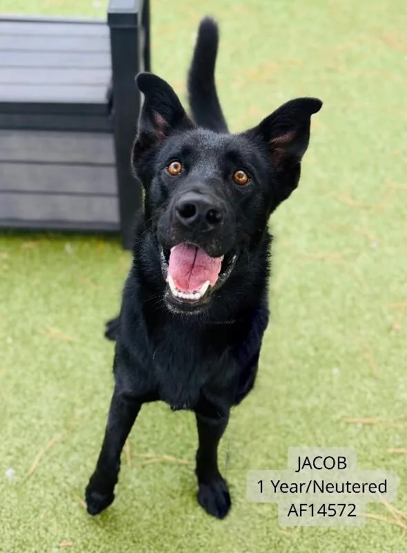 Jacob