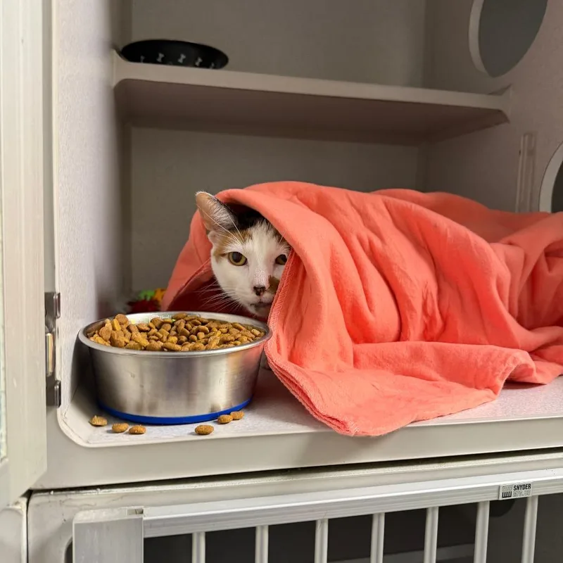 An adult medium-sized female Calico Domestic Short Hair cat named Truffles for adoption in Parkersburg, WV