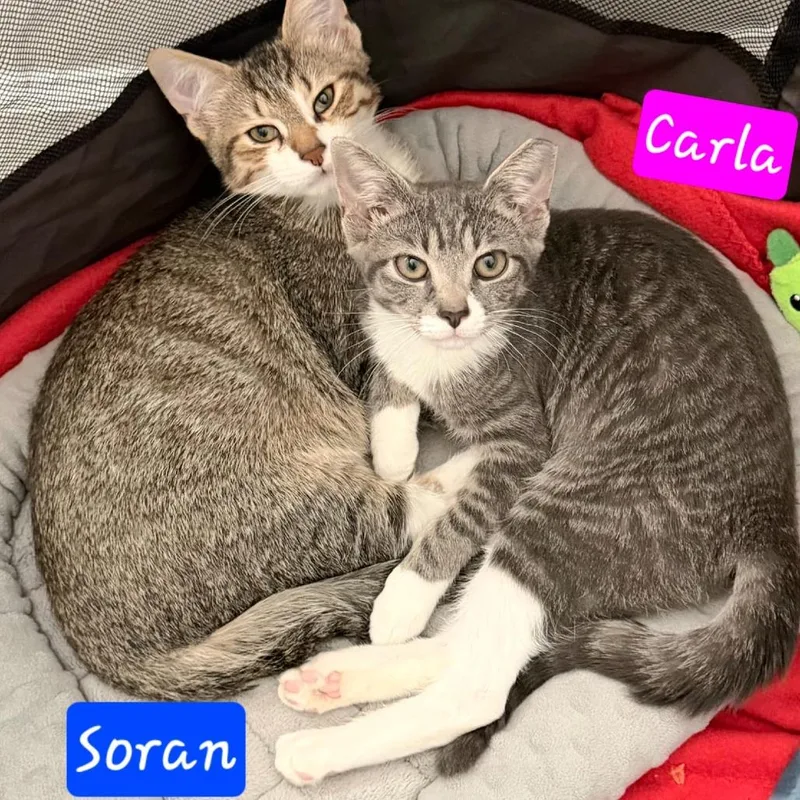 A baby small-sized male Brown / Chocolate Domestic Short Hair cat named Soran for adoption in Jessup, MD