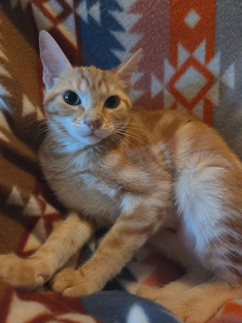 A baby medium-sized female Orange / Red Domestic Short Hair cat named Grumpy Riley Fuzzell for adoption in Spring, TX