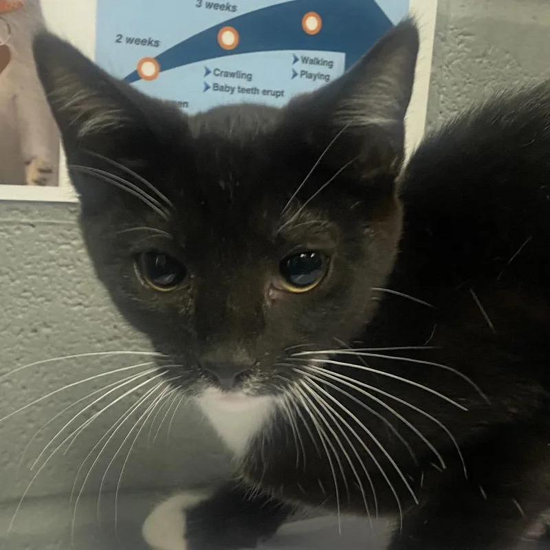A baby small-sized female Black Domestic Short Hair cat named Munster for adoption in Allentown, PA