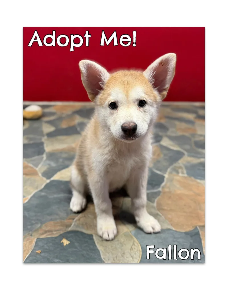 A young medium-sized female White / Cream Husky dog named Falon for adoption in Glendale, AZ