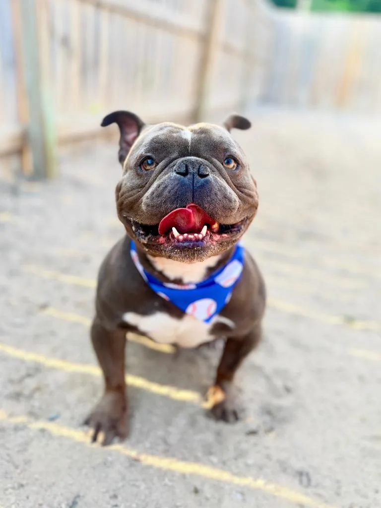 An adult medium-sized male American Bulldog dog named Joker for adoption in Muskegon, MI