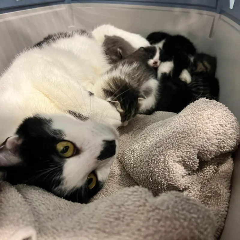 A young large-sized female White Domestic Short Hair cat named Sissy for adoption in Edwardsville, IL