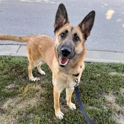 An adult large-sized female German Shepherd Dog dog named Stevie for adoption in Merriam, KS