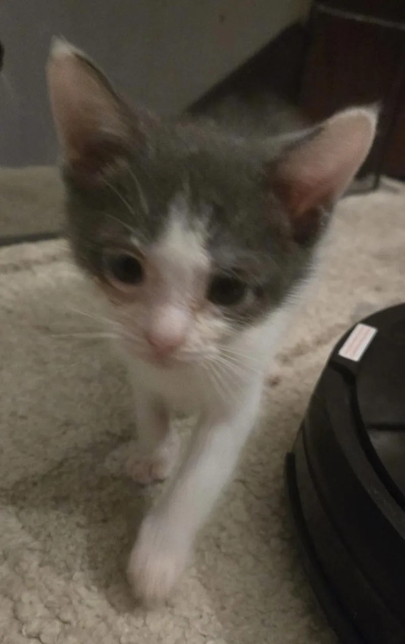 A baby medium-sized male White Domestic Short Hair cat named Storm for adoption in Cleveland, OH