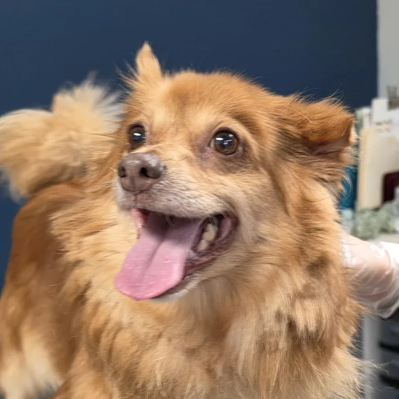 An adult small-sized female Red / Chestnut / Orange Chihuahua dog named Moana for adoption in Philadelphia, PA